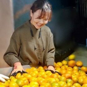 상품 이미지: 유나네농장 노지감귤 15kg 중과(M/L과) 조생귤 농장직배송