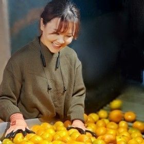 상품 이미지: 유나네농장 노지감귤 10kg 로얄과(S/M과) 사은특가 2000박스