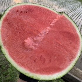 상품 이미지: (슈퍼특가) 11-12브릭스 이상 겨울 수박(4~5kg) 하우스 수박 / 산지 직송 / 안전배송