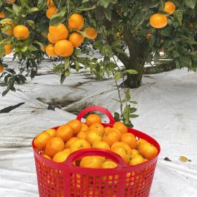 상품 이미지: 제주 서귀포 타이벡 효돈감귤 4.5kg 중대과(L/2L) / 산지직송
