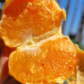 상품 이미지: 제주 타이벡 감귤4.5kg 중대과 달콤함 끝판왕