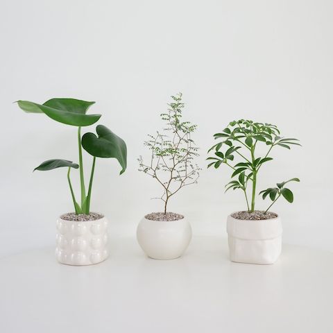 상품 이미지: [1+1] 나의 마음 달래주는 감성 공기정화식물 (액막이명태 기프트카드 구매)