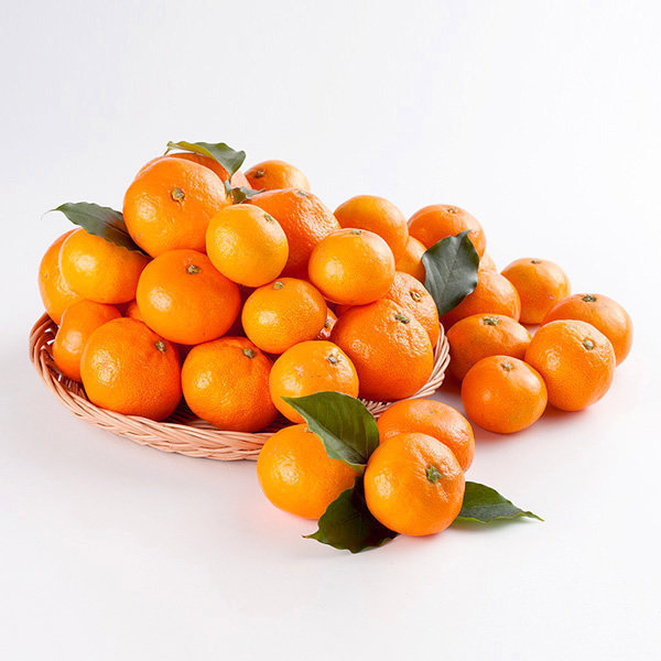 상품 이미지: 고당도 감귤 비가림 하우스 10KG 랜덤과 (2S~M) / 주말특가