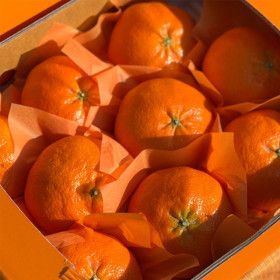 상품 이미지: 제주 레드향 고당도 프리미엄 선물세트 산지직송 3kg 대과 (6~9과) 명절 선물용
