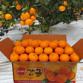 상품 이미지: 제주 타이벡 햇 노지 감귤 당일출고 타이벡농법 감귤 10kg L-2L 대과/ 조생 특가 당일 수확 배송