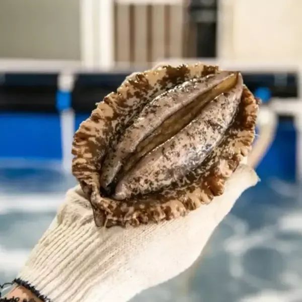 상품 이미지: [품질보장] 완도 활전복 10-11미 1kg 살아서도착 +손질도구 가정용 횟감