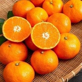 상품 이미지: 감귤나라 감귤 10KG 소과 (2S)