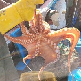 상품 이미지: 국내산 여수 통영 자연산 돌문어 1kg 1-3미 내외