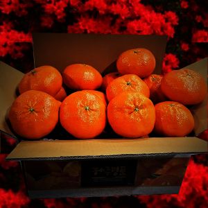상품 이미지: 한라산농장 레드향 10KG 쥬스용 랜덤(소~대과) 혼합~특정과 세일중 한정판