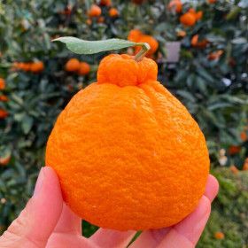 상품 이미지: 낭그늘 제주 하우스 한라봉 5kg(실무게) 중소과(20~35과수 내외) 한정특가 오늘마감