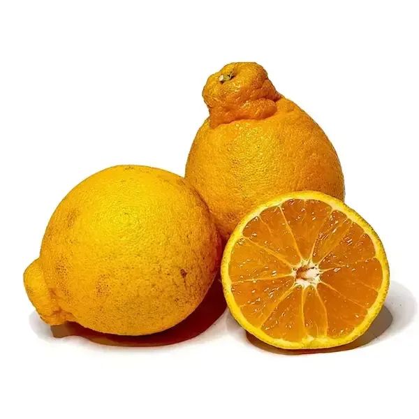 상품 이미지: [아침이슬농원] 제주 노지 한라봉 가정용 실속 혼합 10kg