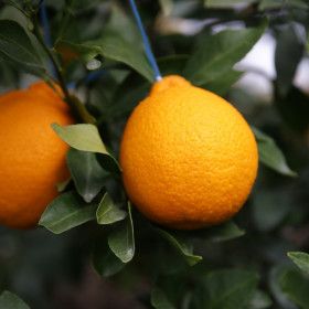 상품 이미지: 우리들의식탁 하우스 한라봉 특가 실무게 5kg (18-31과 내외)