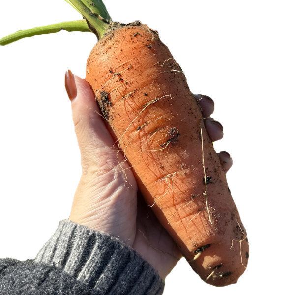 상품 이미지: 국내산 흙당근 10kg 왕특