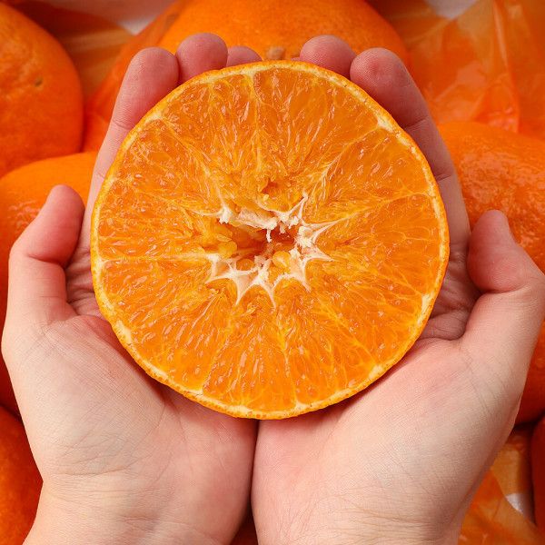 상품 이미지: (한정수량특가) 고당도 제주직송 레드향 오늘 특가 레드향 3kg(중과) 13-16과 내외 박스포함