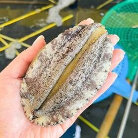 상품 이미지: 완도활전복 특대 7-8미 1.5kg(약 11-12마리)