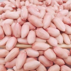 상품 이미지: 햇 생땅콩 생알 땅콩 큰알 땅콩 땅콩조림 극강의맛 품질보증 5kg