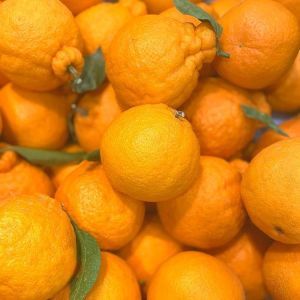 상품 이미지: 제주 농장직송 향긋한 한라봉 랜덤과 10kg 한라봉 특가 행사