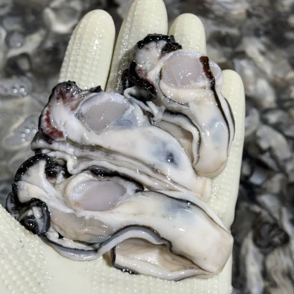 상품 이미지: 국내산 남해안 깐굴 생굴 2kg (1kg 2팩) 2개 구매시 추가할인