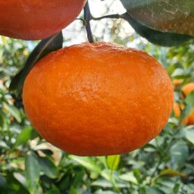 상품 이미지: 레드향 천혜향 제주 서귀포 프리미엄 고당도 한라봉 5kg 혼합과 (가정용 못난이) / 초특가 행사