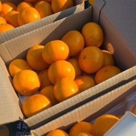 상품 이미지: (품질보증) 정품 제주 산지직송 제철 고당도 천혜향 2kg 로얄 중과 12과내외 오늘발송 100%환불보장