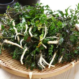 상품 이미지: 냉이 향긋한 국내산 햇 노지 냉이 500g (1차세척)