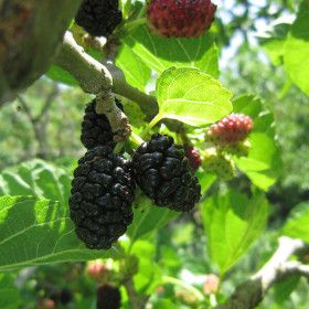 상품 이미지: 백운농원 오디 3kg 햇오디 씻을필요 없는 편리한 생과 3차선별 에어세척 (냉동)