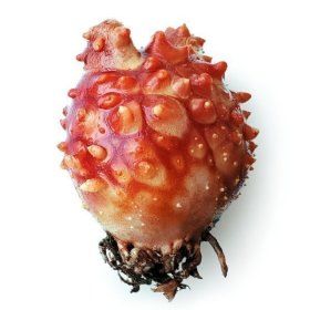 상품 이미지: (신선집중) 통영산 통통 활 멍게 2kg 15-19미 / 봄멍게 첫 출하