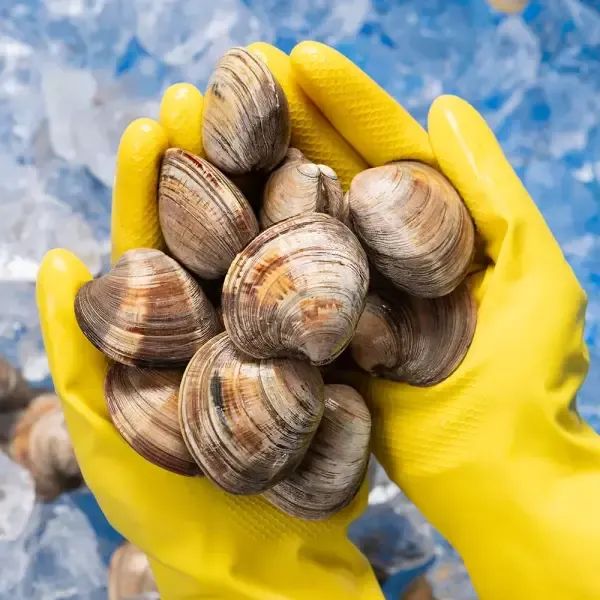 상품 이미지: [대한민국농수산] 자연산 백합조개 2kg (일반포장)