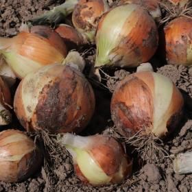 상품 이미지: 의성 양파 단단한 만생종 특대 사이즈 5KG