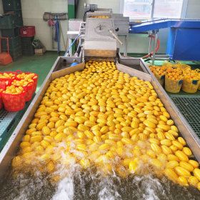 상품 이미지: 참외 성주 꿀 참외 산지직송 당도선별 가정용 10kg 중과