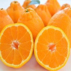 상품 이미지: 제주 한라봉 (가정용) 노지 한라봉 3.5kg 중소과 (18-25과 내외) 실중량 / 특가 행사