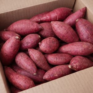 상품 이미지: (세척고구마) 마트납품용 벌꿀맛 꿀세척 고구마 //3kg(한입) 산지직송