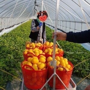 상품 이미지: 다담농산 성주참외 5kg(혼합과/실속가정용)/포장재포함/실중량도표참조/한정수량