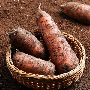 상품 이미지: 자연맛남 제주 구좌 흙당근 10kg (왕특)