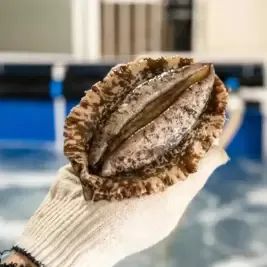 상품 이미지: [품질보장] 완도 활전복 6-7미 1kg 살아서도착 +손질도구 선물용 이바지