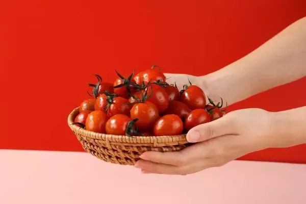 상품 이미지: 건달마토 고당도 스테비아 토마토 500g x 4팩 로얄대과(1~2번과) [ 총2kg]