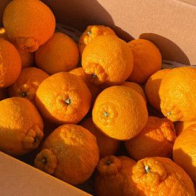 상품 이미지: 최고당도 품질보증 달콤한 제주 한라봉 10kg  (정품 혼합과 10kg)