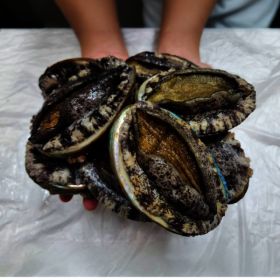 상품 이미지: 태양수산 왕왕특대 활전복 6~8미 1KG 산소팩 배송/손질칼증정