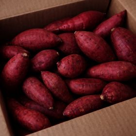 상품 이미지: (세척고구마) 마트납품용 벌꿀맛 꿀세척 고구마 //3kg(한입) 산지직송