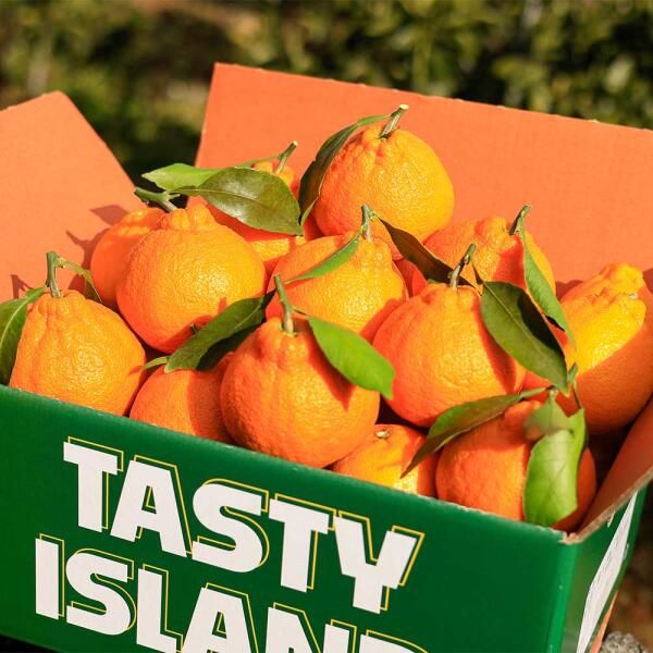 상품 이미지: [품질보장] 새콤달콤 한라봉 4kg 중소과/실중량발송