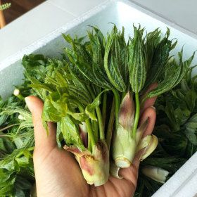 상품 이미지: 해남 개두릅 엄나무순 2kg 자연산 음나무순 26년 첫순 예약