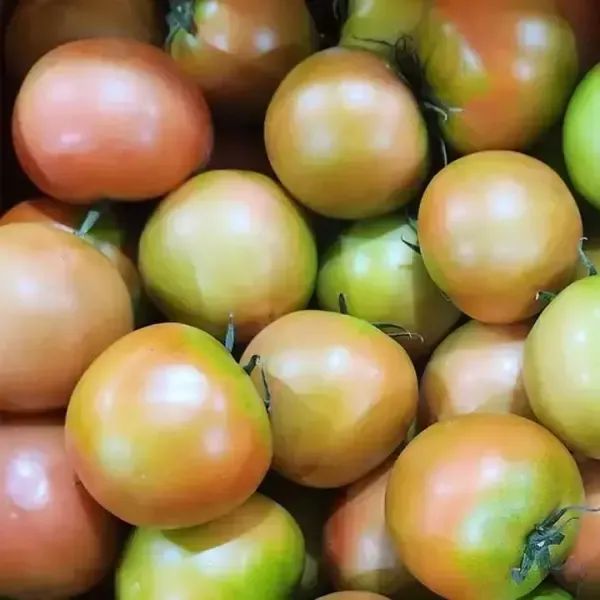 상품 이미지: 찰토마토 제철 반숙 완숙 5kg 산지 첫 출하