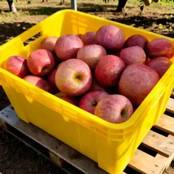 상품 이미지: 부사사과 실속형 산지출하 2kg (14과내외) / 2개 구매시 4.5kg발송