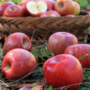 상품 이미지: 빨간 홍로 사과 외 사과 5kg(실중량/꼬마소과/31-35과)가정용/품종랜덤