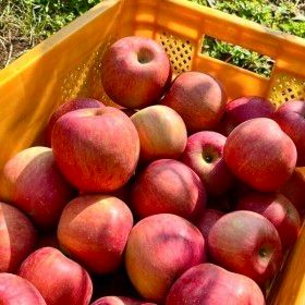 상품 이미지: (타임특가) 15brix 고당도 부사사과 가정용 // 2kg(중소과) 10-13과 산지직송