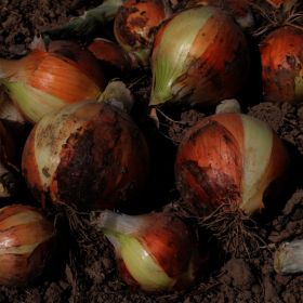 상품 이미지: (신선집중) 경북 의성 양파 실중량 10kg 단단한 만생종 의성 양파 (중과이상 100g 이상) (스타배송)