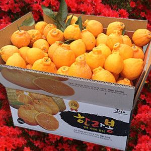 상품 이미지: 한라산농장 한라봉 10KG 대과 30~39과 고당도