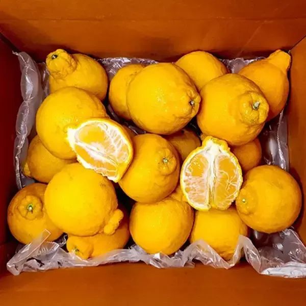 상품 이미지: [11번가 단독 한정] 제주 노지 한라봉 정품 중과 10kg