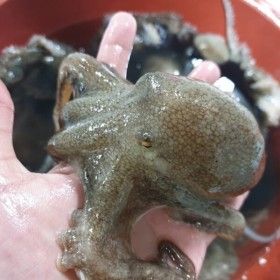 상품 이미지: 제철 활 주꾸미 1kg 생물 쭈꾸미 국내산 봄 쭈꾸미