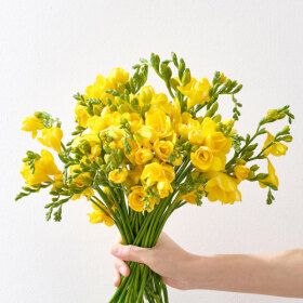 상품 이미지: 봄맞이 특가 프리지아 가장 먼저 피는 봄꽃 생화 프리지아 튤립 꽃다발 양재 경매받은꽃